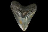 Fossil Megalodon Tooth - North Carolina #124420-1